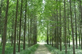 河南苗木產業(yè)概覽 主要基地與特色苗木盤點