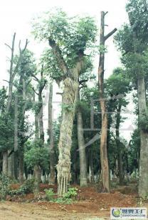 湖南苗木產業(yè)中的璀璨明珠——香樟樹的移栽技術與25公分香樟市場前景