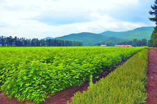 奮力走出全面振興新路 森工產業(yè)奏響“創(chuàng)新與開放”主旋律，苗木經濟煥發(fā)新生機