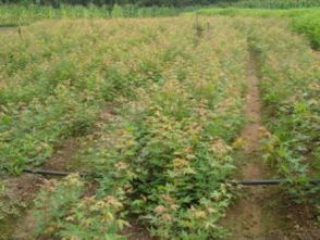 破局與新生 關鍵之年看黑松、油松、側柏的市場前景