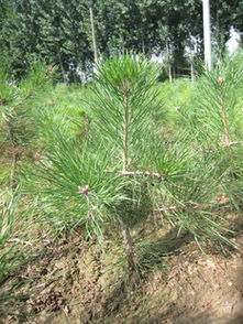 特價優質營養缽樟子松苗供應，隴縣鼎盛苗木為綠化工程提供堅實保障