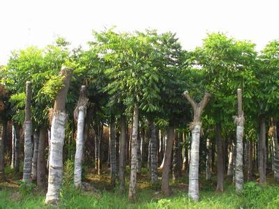 合肥欒樹苗木 品質卓越，市場口碑載道