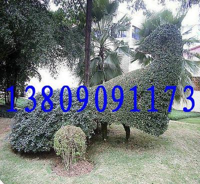 基地直銷優良品種香樟 品質、價格與選擇的全面指南